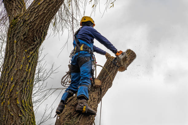 Best Tree Branch Trimming  in Emigsville, PA